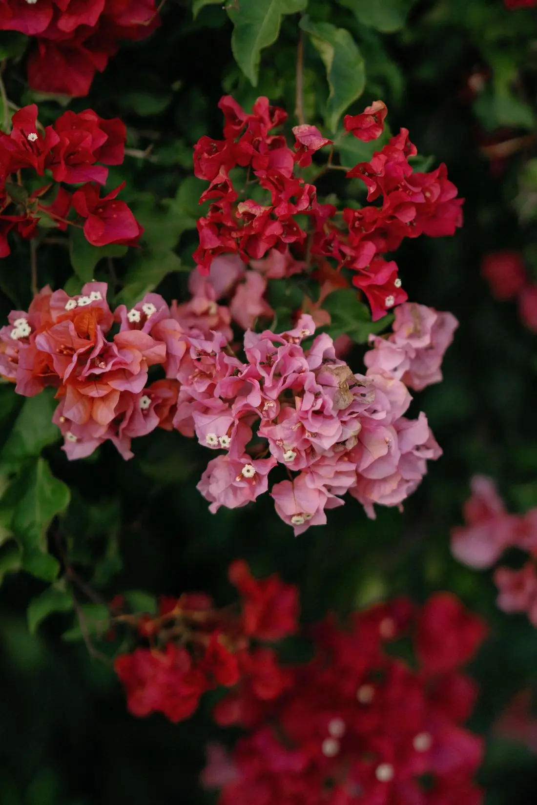Rachel and Cole's wedding, San Ysidro Ranch, Montecito